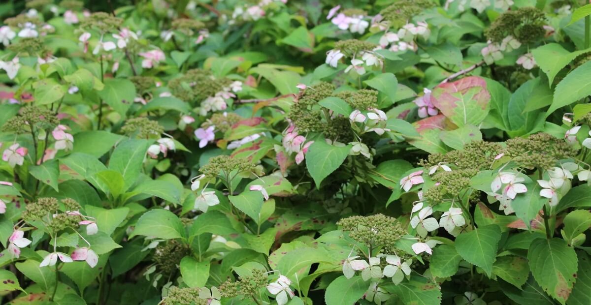 Hydrangea macrophylla 'Blue Wave' – Pflanzenfoto