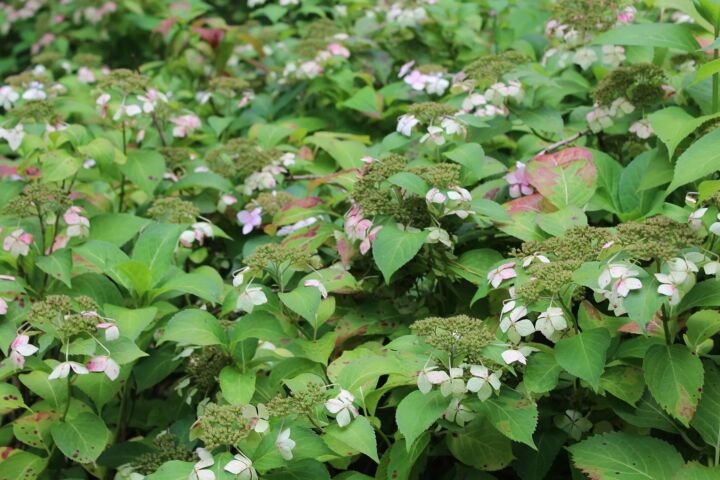 Hydrangea macrophylla 'Blue Wave'