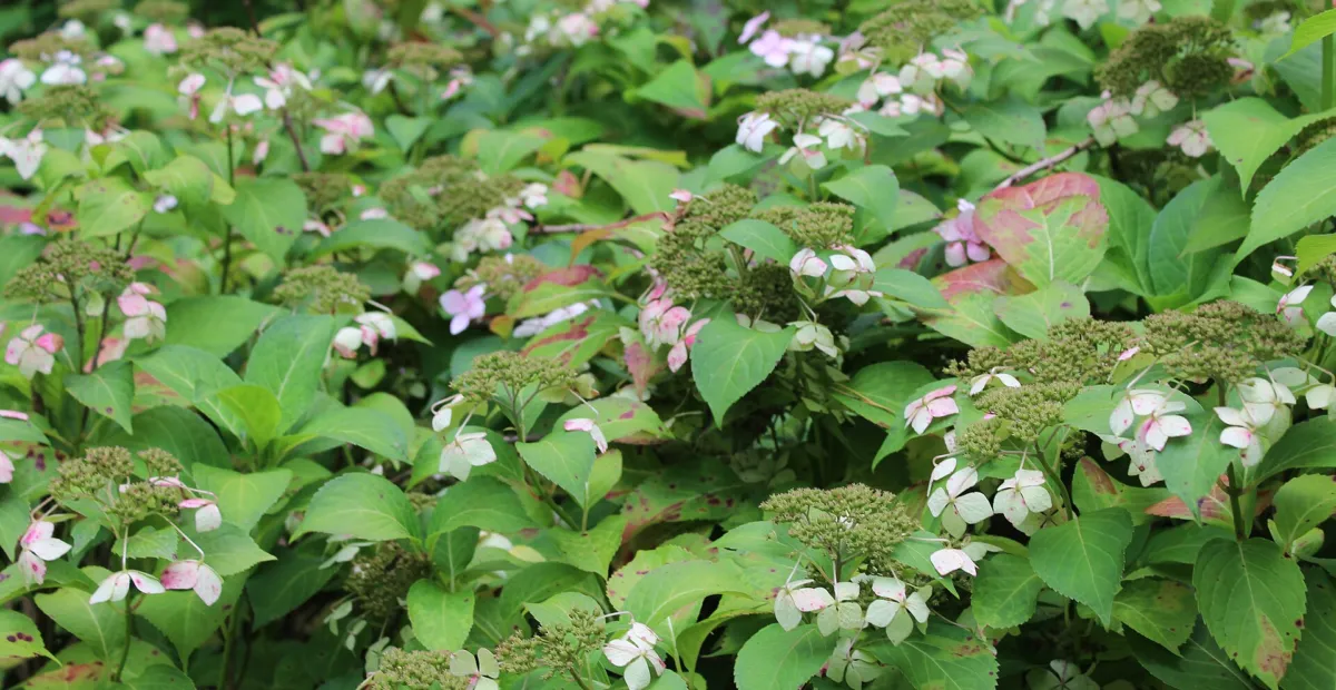 Hydrangea macrophylla 'Blue Wave' – plant photo