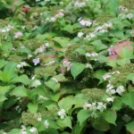 Blue Wave (Hydrangea macrophylla ‘Blue Wave’) (Hydrangea macrophylla 'Blue Wave')