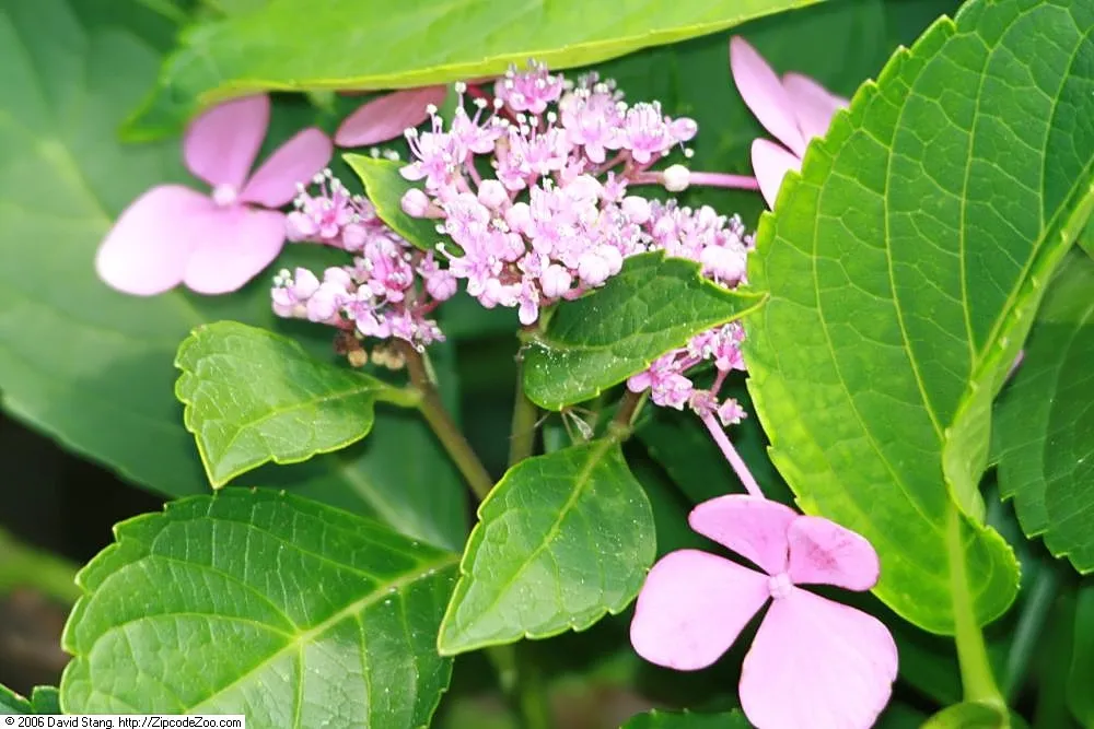 Hydrangea macrophylla 'Blue Wave' – typický vzhľad, fotografia rastliny