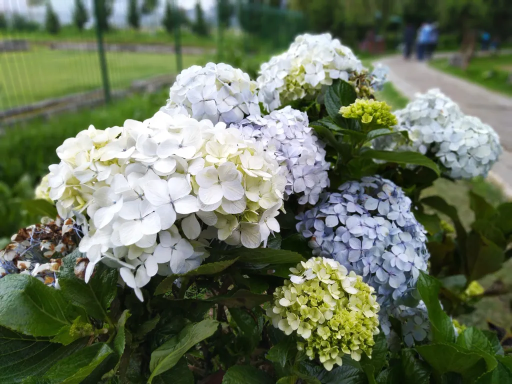 Hortenzia veľkolistá (Hydrangea macrophylla) – kvety zblízka, fotografia rastliny