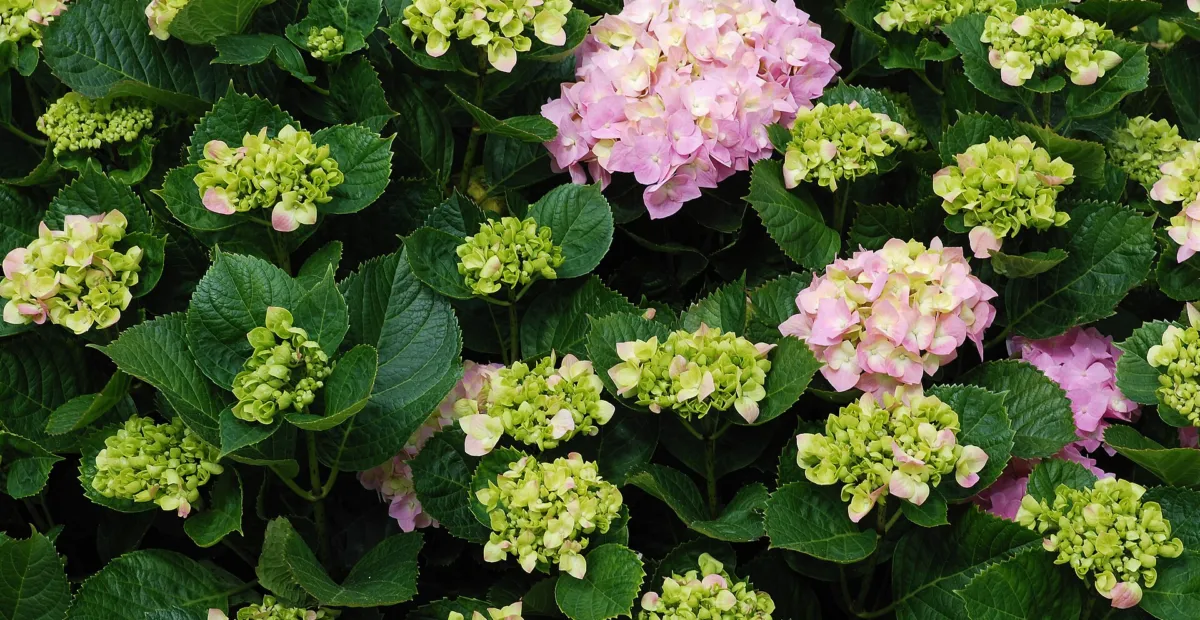 Bigleaf Hydrangea (Hydrangea macrophylla) – plant photo
