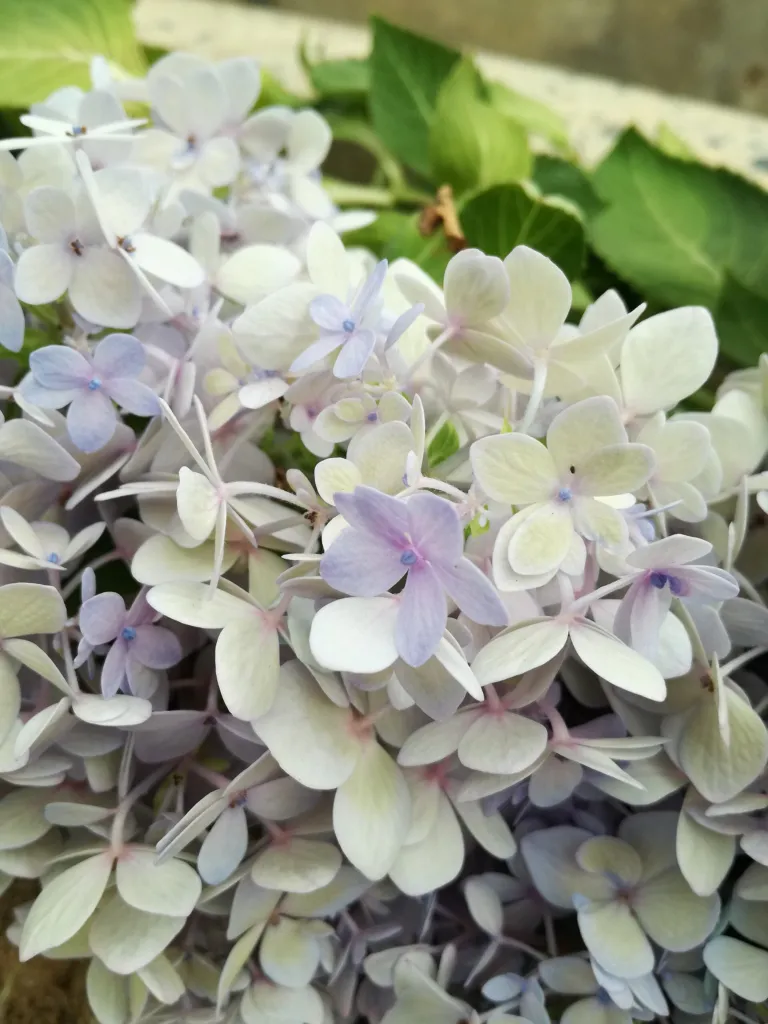 Hortenzia veľkolistá (Hydrangea macrophylla) – kvety zblízka, fotografia rastliny