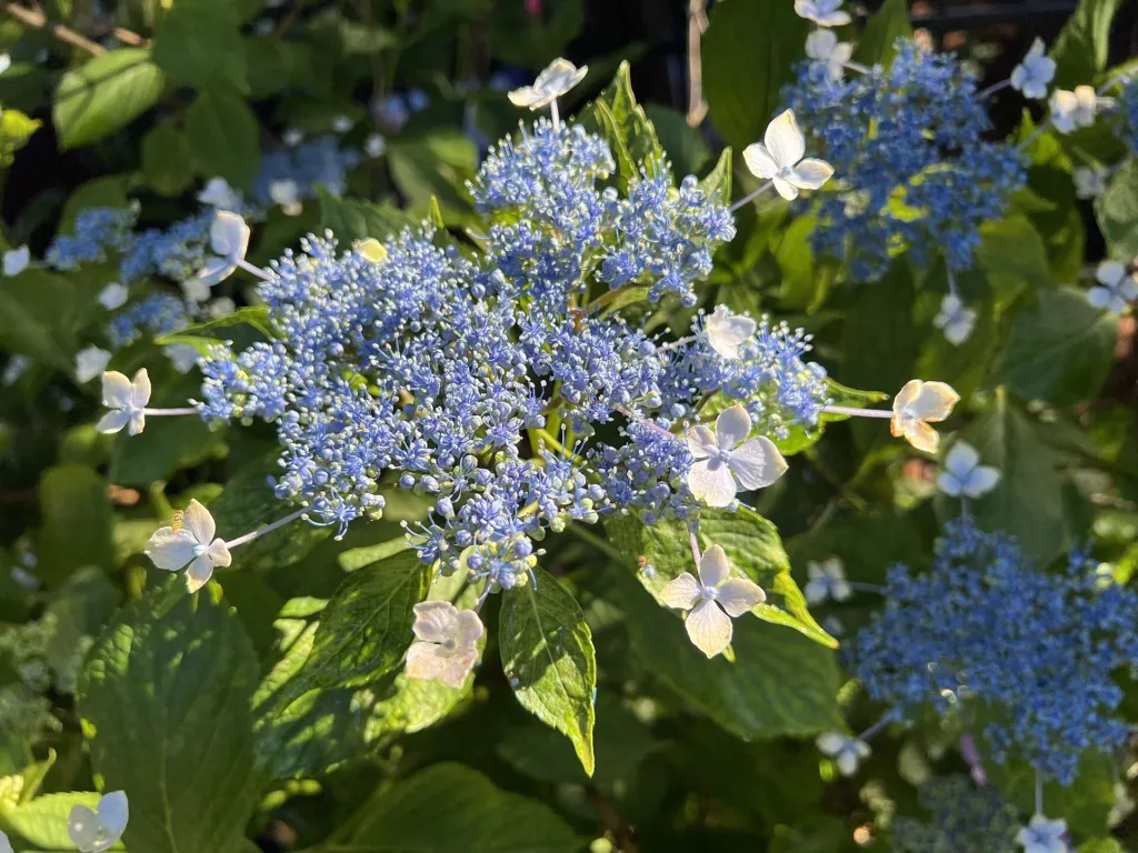Hortenzia veľkolistá (Hydrangea macrophylla) – kvety zblízka, fotografia rastliny