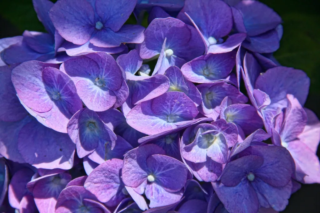 Hortenzia veľkolistá (Hydrangea macrophylla) – typický vzhľad, fotografia rastliny
