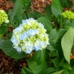Hydrangea macrophylla 'Generale Vicomtesse de Vibraye' – zdjęcie rośliny