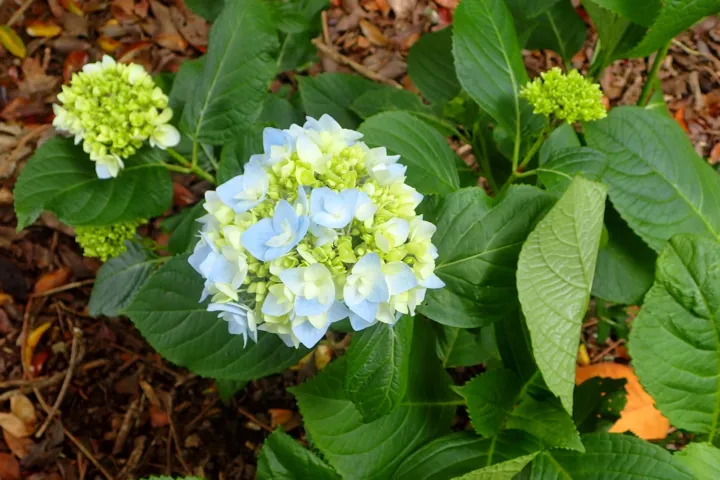 Hydrangea macrophylla 'Generale Vicomtesse de Vibraye'