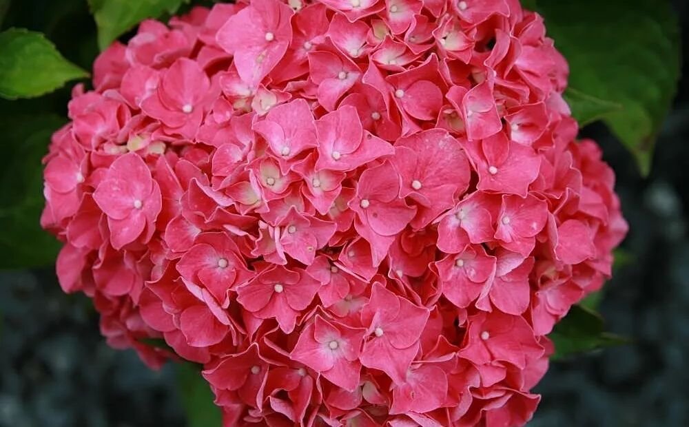 Hydrangea macrophylla 'Glowing Embers' – fotografia rastliny