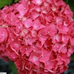 Hydrangea macrophylla 'Glowing Embers' – Pflanzenfoto