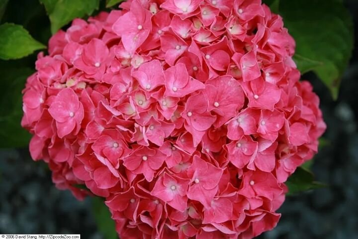 Hydrangea macrophylla 'Glowing Embers'