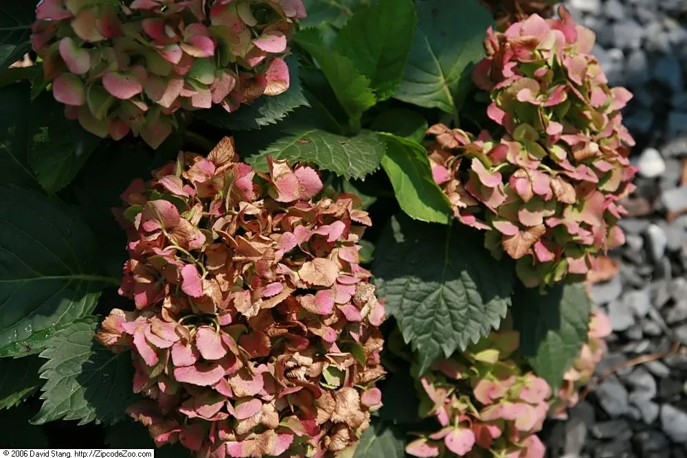 Hortenzia veľkolistá 'Hamburg' (Hydrangea macrophylla 'Hamburg') – typický vzhľad, fotografia