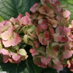 Hamburg mophead hydrangea (Hydrangea macrophylla 'Hamburg') – plant photo