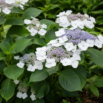 Hydrangea macrophylla 'Lanarth White' – fotografia rastliny