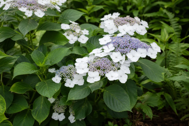 Hydrangea macrophylla 'Lanarth White'