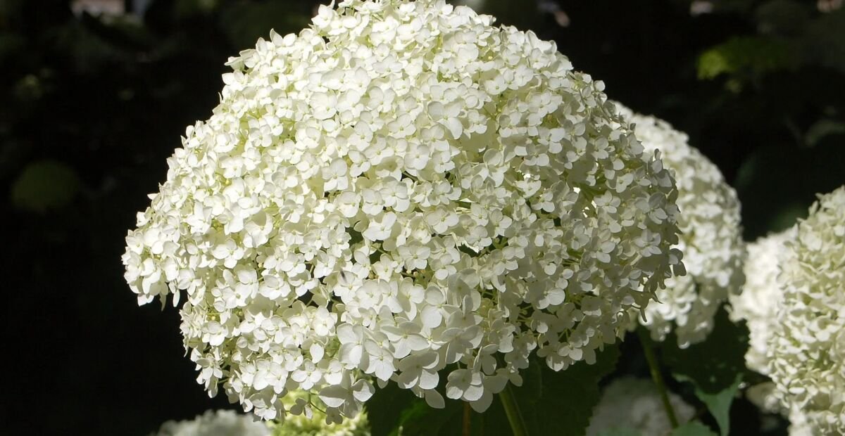 Hydrangea macrophylla 'Mariesii' – Pflanzenfoto