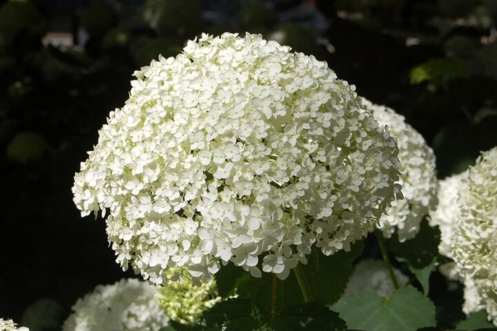 Hydrangea macrophylla 'Mariesii'