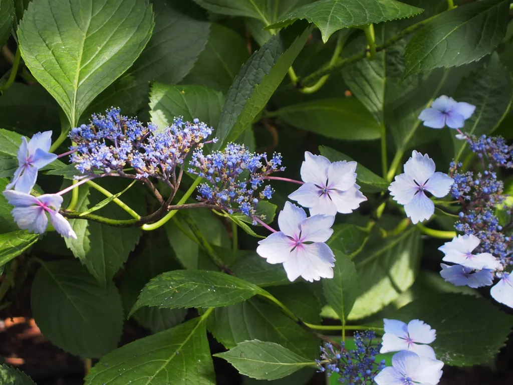 Hydrangea macrophylla 'Mariesii' – in a garden setting, plant photo