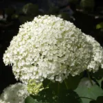 Mariesii (Hydrangea macrophylla ‘Mariesii’) (Hydrangea macrophylla 'Mariesii') – plant