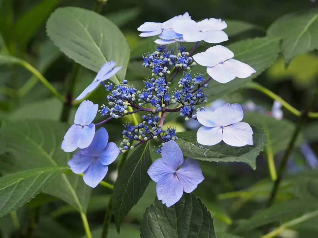 Hydrangea macrophylla 'Mariesii' – in a garden setting, plant photo