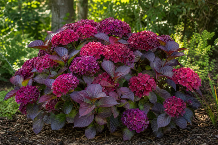 Hydrangea macrophylla 'Merveille Sanguine'