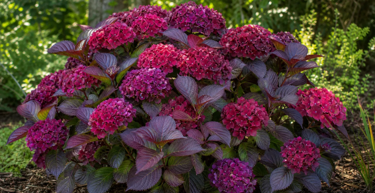 Hydrangea macrophylla 'Merveille Sanguine' – Pflanzenfoto