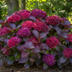 Hydrangea macrophylla 'Merveille Sanguine' – Pflanzenfoto