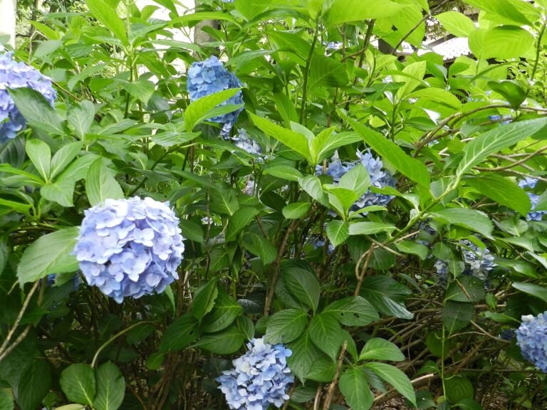 Hydrangea macrophylla 'Nikko Blue' – fotografia rastliny