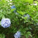 Hydrangea macrophylla 'Nikko Blue' – Pflanzenfoto