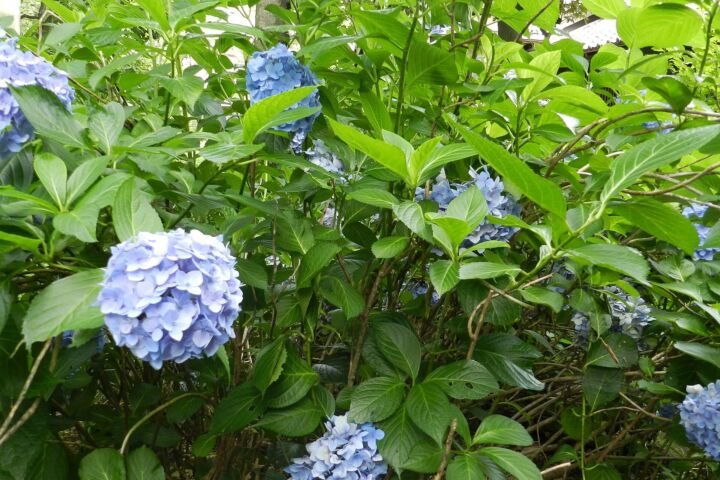 Hydrangea macrophylla 'Nikko Blue'