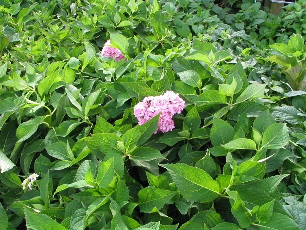 Hydrangea macrophylla 'Nikko Blue' – v záhrade, fotografia rastliny