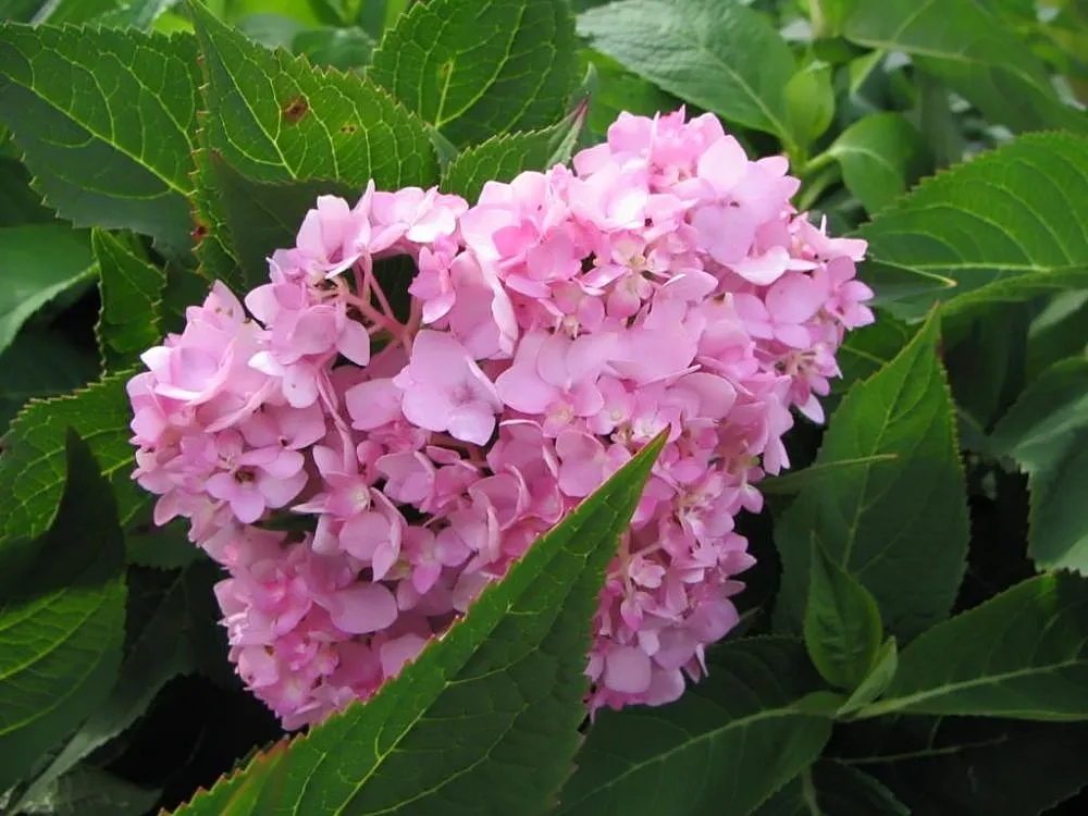 Hydrangea macrophylla 'Nikko Blue' – v záhrade, fotografia rastliny
