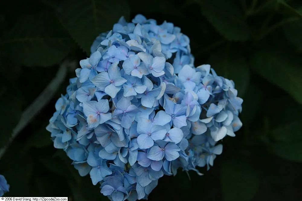 Hydrangea macrophylla 'Nikko Blue' – typický vzhľad, fotografia rastliny