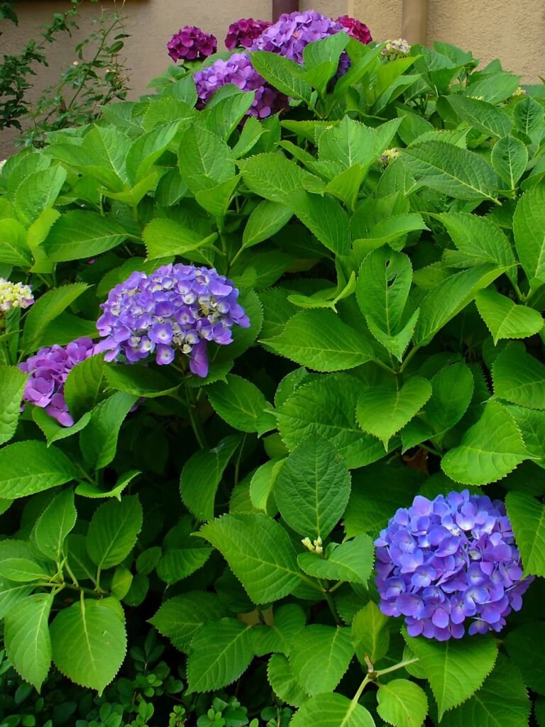 Hydrangea macrophylla 'Penny Mac' – fotografia rastliny