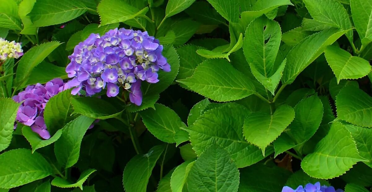 Hydrangea macrophylla 'Penny Mac' – Pflanzenfoto