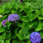 Hydrangea macrophylla 'Penny Mac' – Pflanzenfoto