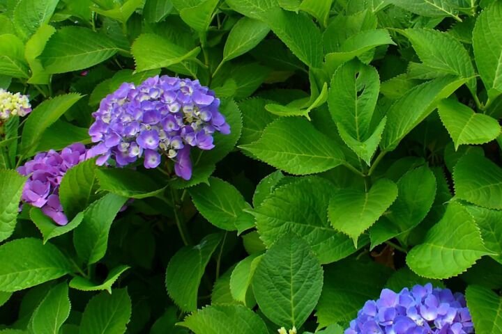 Hydrangea macrophylla 'Penny Mac'