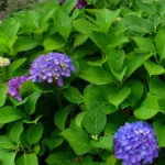 Penny Mac (Hydrangea macrophylla ‘Penny Mac’) (Hydrangea macrophylla 'Penny Mac')