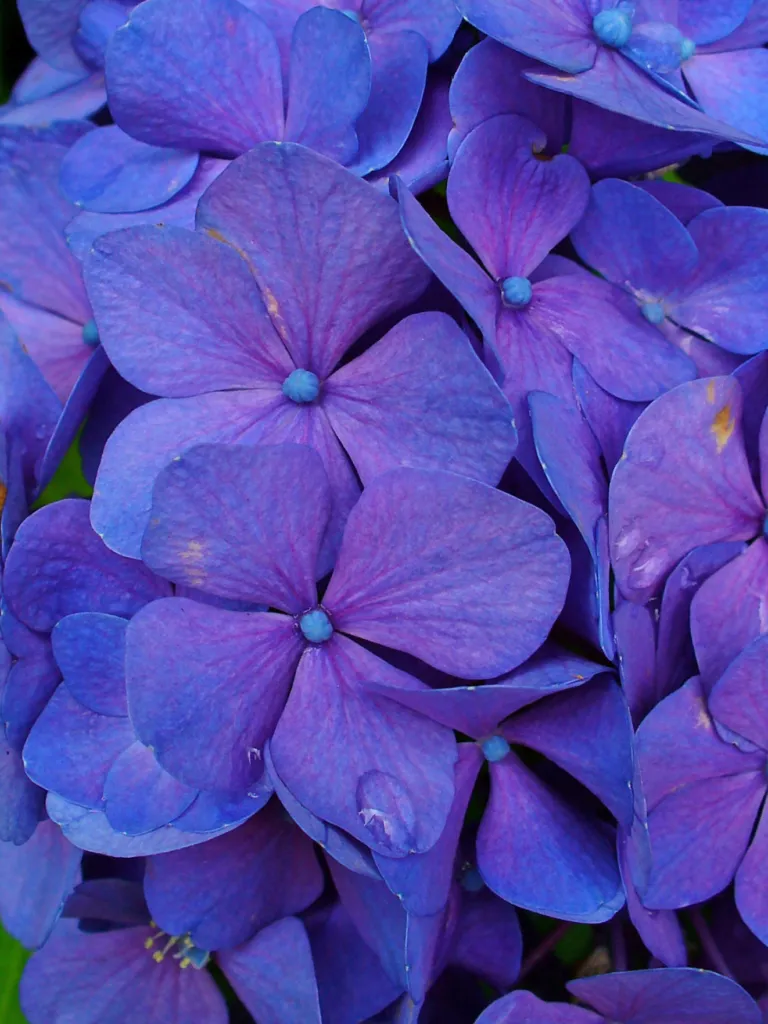Hydrangea macrophylla 'Penny Mac' – kvety zblízka, fotografia rastliny