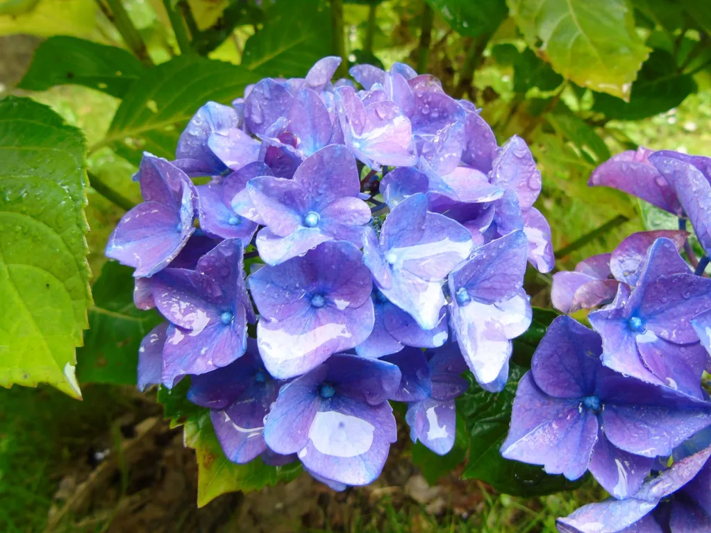 Hydrangea macrophylla 'Penny Mac' – typický vzhľad, fotografia rastliny