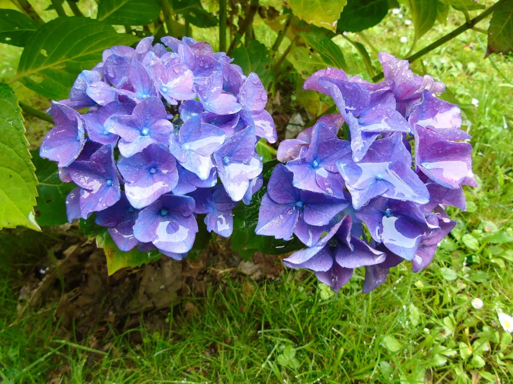 Hydrangea macrophylla 'Penny Mac' – typický vzhľad, fotografia rastliny