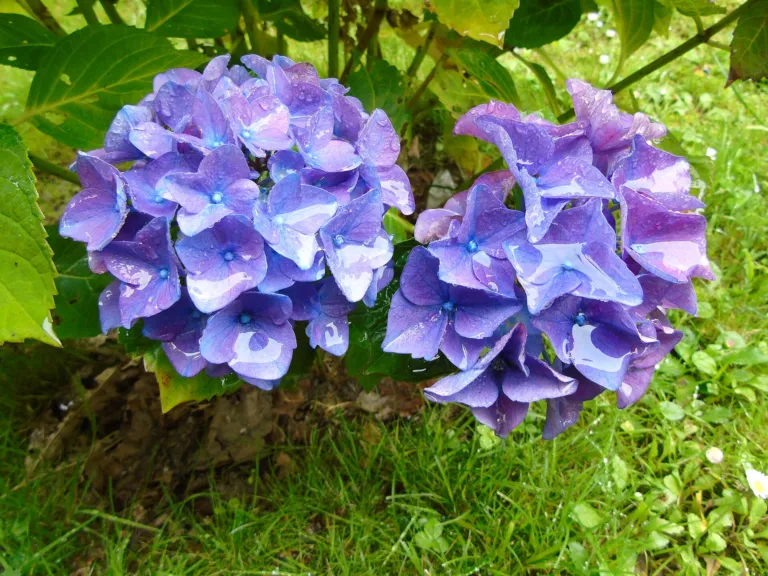 Penny Mac (Hydrangea macrophylla ‘Penny Mac’) (Hydrangea macrophylla 'Penny Mac')