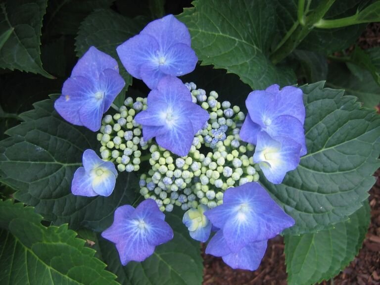 Hydrangea macrophylla 'Taube' – fotografia rastliny