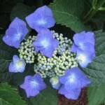 Hydrangea macrophylla 'Taube' – Pflanzenfoto