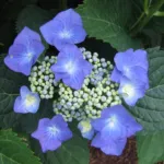 Taube (Hydrangea macrophylla ‘Taube’) (Hydrangea macrophylla 'Taube') – plant photo