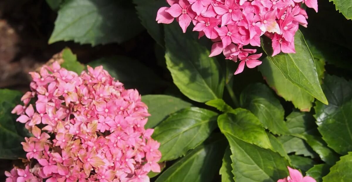 Hydrangea macrophylla 'Tovelit' – fotografia rastliny