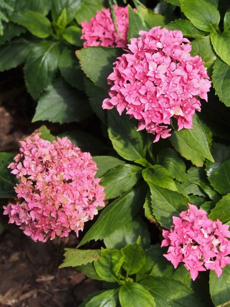 Hydrangea macrophylla 'Tovelit' – fotografia rastliny