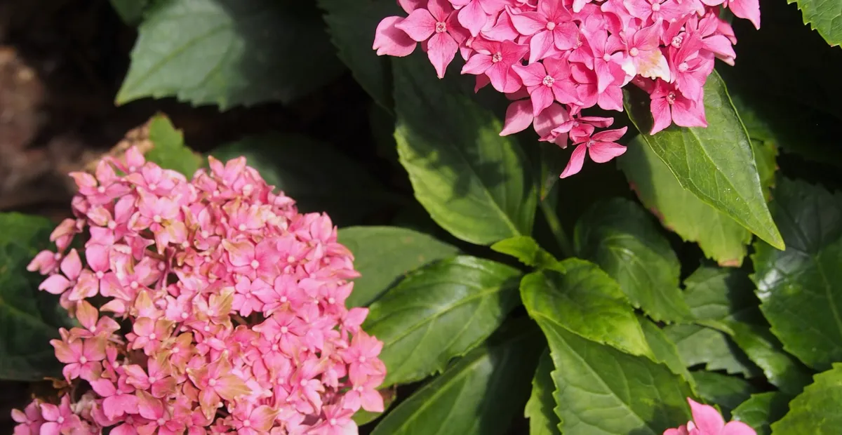 Hydrangea macrophylla 'Tovelit' – plant photo