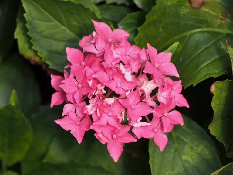 Tovelit (Hydrangea macrophylla ‘Tovelit’) (Hydrangea macrophylla 'Tovelit') – in a