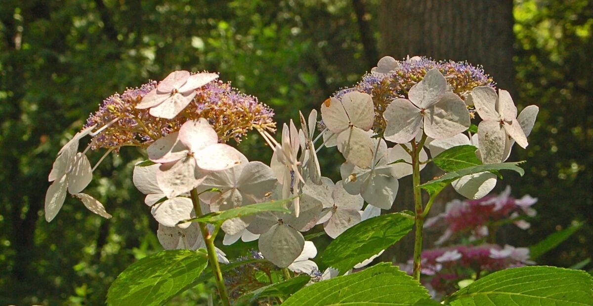 Hydrangea macrophylla 'Veitchii' – fotografia rastliny